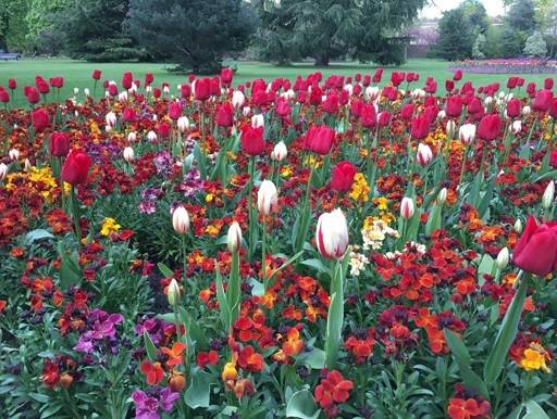 Flower bulbs red and white Greenwich Park